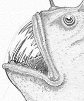 Anglerfish study.